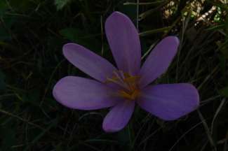 DSC04586.JPG